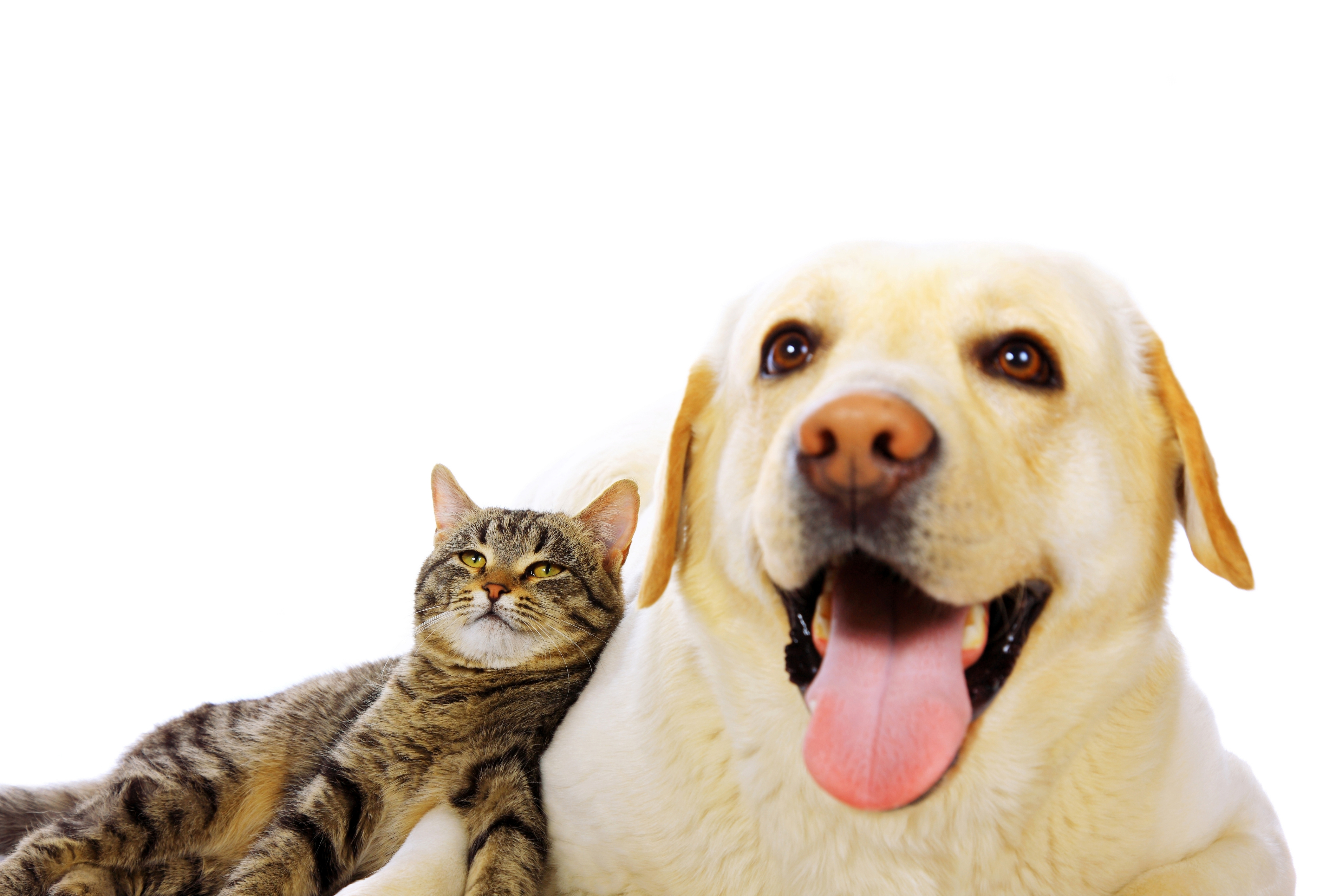 happy-dog-and-tabby-cat-on-white-background-2026-01-09-11-30-43-utc