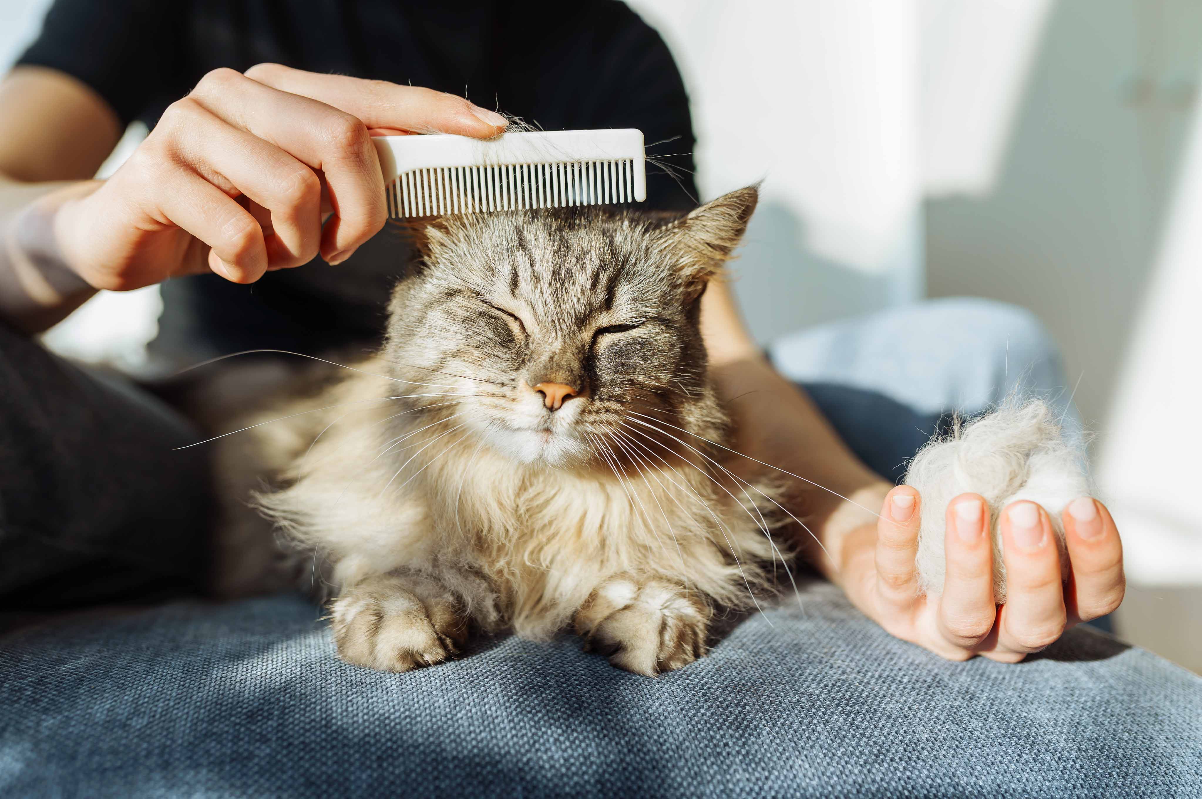 Verharen_kat