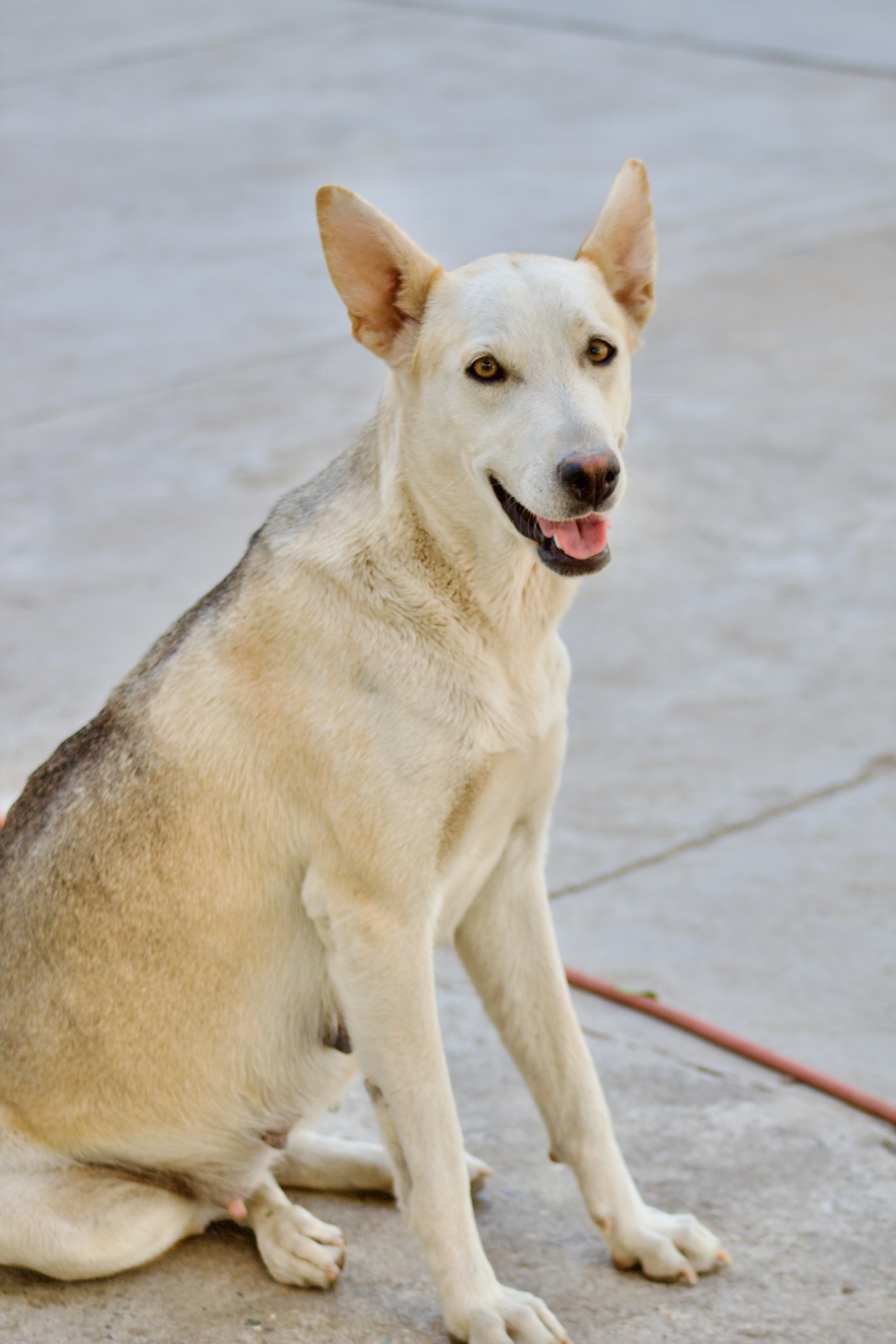 u_xitwq9yfiy-dog-7294242