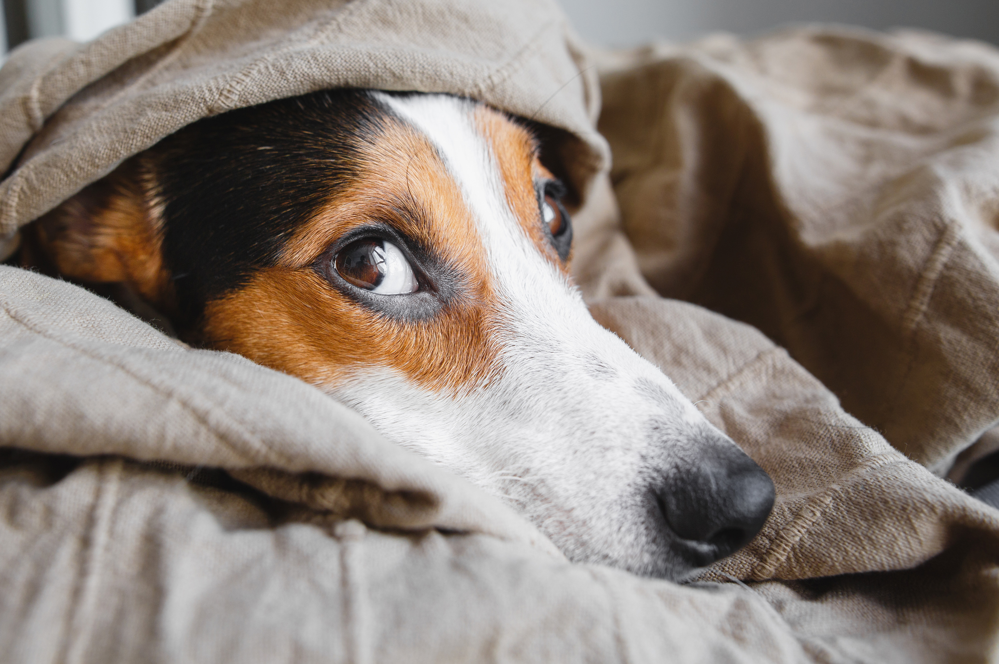 Immuunsysteem_hond_verbeteren